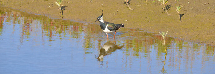 Lapwing bathing in water