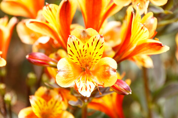 アルストロメリア