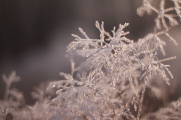 Frosty grass shot close up