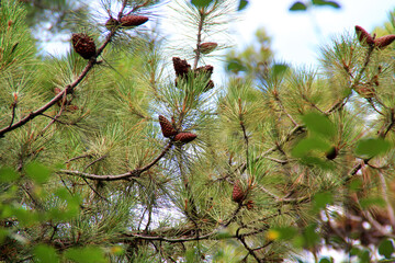 dry pine cones last year