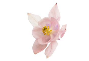 Naklejka premium aquilegia flower isolated