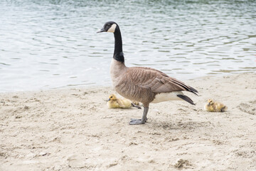 Canada goose with goslings at the beach