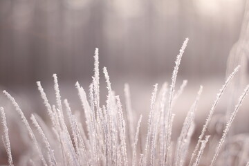 Fototapeta premium Frozen flora macro shot