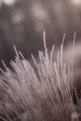 Fototapeta premium Frozen flora macro shot