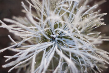 Frozen flora macro shot