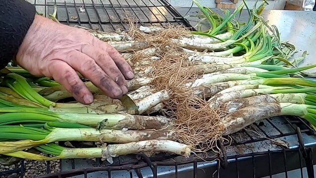 Preparition of onions on a grill (typical catalan/spanish food)