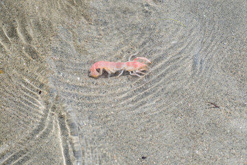 Mud shrimp in the water