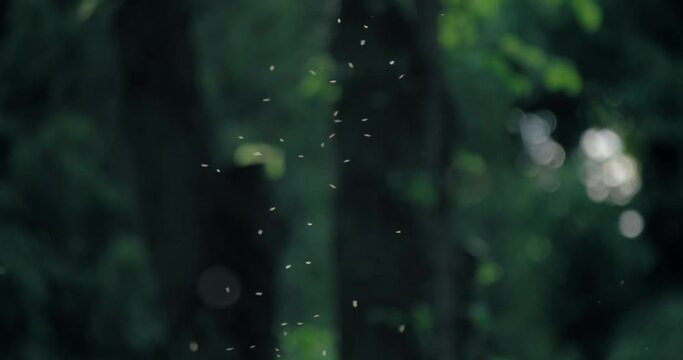 A swarm of mosquitoes. Forest on the background, 4k 50fps
