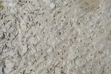 Marine snails on Centennial beach mudflats