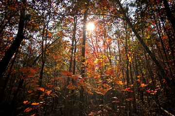 The sun shines through a group of trees filled with orange, yellow and green leaves.