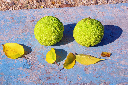 Autumn. Fruits and yellow leaves of Osage orange ( Maclura pomifera ) on old rustic bench on sunny day. Montenegro