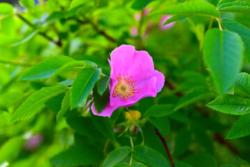 Obraz premium Bright beautiful pink rosehip and decorative rose flowers