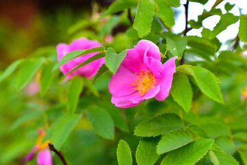 Bright beautiful pink rosehip and decorative rose flowers