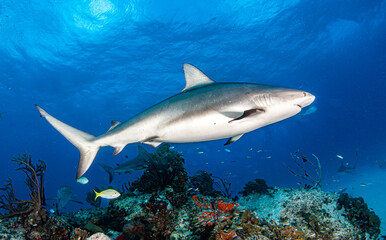 Caribbean reef shark at the Bahamas