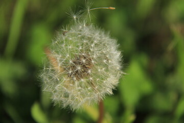 dandelion on green background