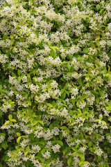 Fototapeta na wymiar Floral background. Liana with green leaves and white flowers - Star Jasmine ( Trachelospermum jasminoides ) in bloom