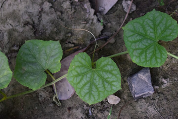 Beautiful Heart Shape Green Plant Leaf, Flora Close Up Garden Love Sign