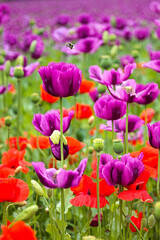 field of poppy
