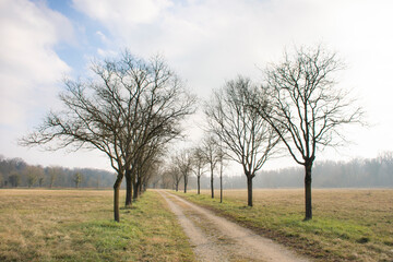 Obraz premium Camino solitario y agreste en atardecer soleado