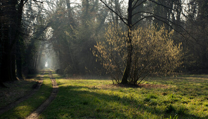 Camino solitario y agreste con planta en el costado derecho en atardecer soleado