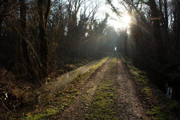 Fototapeta premium Camino solitario y agreste en atardecer soleado