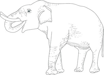 vector illustration, elephant drawn by hand, sketch. Animals in nature
