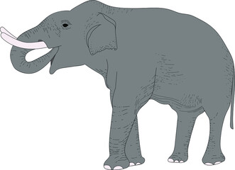 vector color illustration, gray elephant hand-drawn. Animals in nature