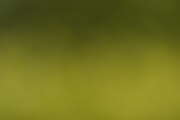 Rozmyte, miękkie zielone tło.