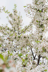 
Texture of flowers and leaves