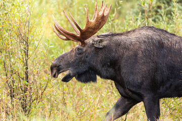 Moose at Gros Ventre campground Jackson Hole.