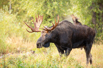 Moose at Gros Ventre campground Jackson Hole.