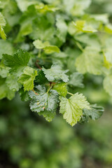 
Wet green leaves of currant