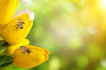 Bee.