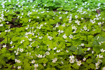 Spring in the forest, forest glade, spring flowers, Oxalis acetosella
