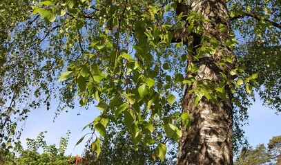 tree in the park
