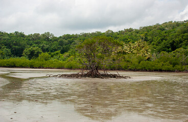 Mangrove trees on sand bottom during low tide at Cape Tribulation in Daintree national park in Australia