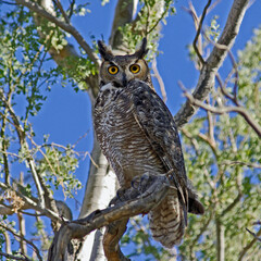Great Horned Owl