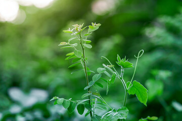 Photos of complete natural green bushes and sunlight.
