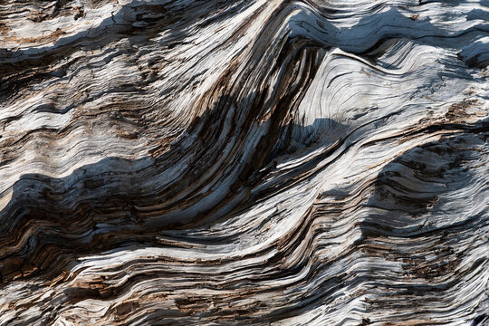 Fototapeta Close-up of an old tree trunk