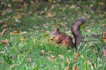 A young light brown squirrel on the green grass with fallen leaves and a nut in its paws closed its eyes