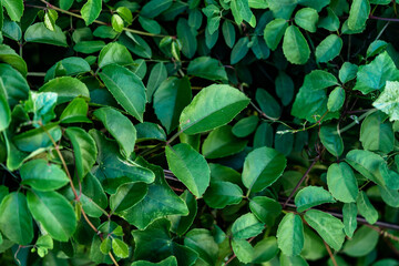 Photos of complete natural green bushes