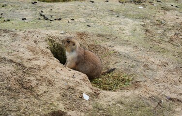 Cute little Gopher emerging from his hole. 