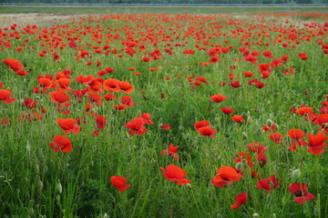 field of red poppies in spring