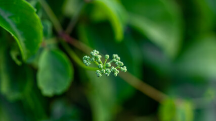 Close-up of green treetops on the wall and soft focus background