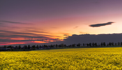 Sunset over the field