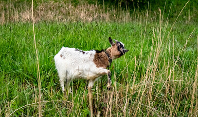 Goat on a meadow