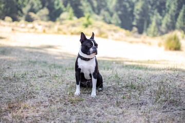 dog La Marquesa park