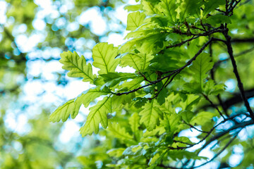 Fototapeta na wymiar Young green oak leaves. Spring Park. New sheet. Close up.