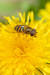 The macro shot of the beautiful fly like bee eating nectar on the yellow dandelion flower in the sunny summer or spring weather