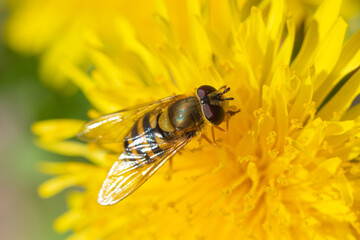 The macro shot of the beautiful fly like bee eating nectar on the yellow dandelion flower in the sunny summer or spring weather